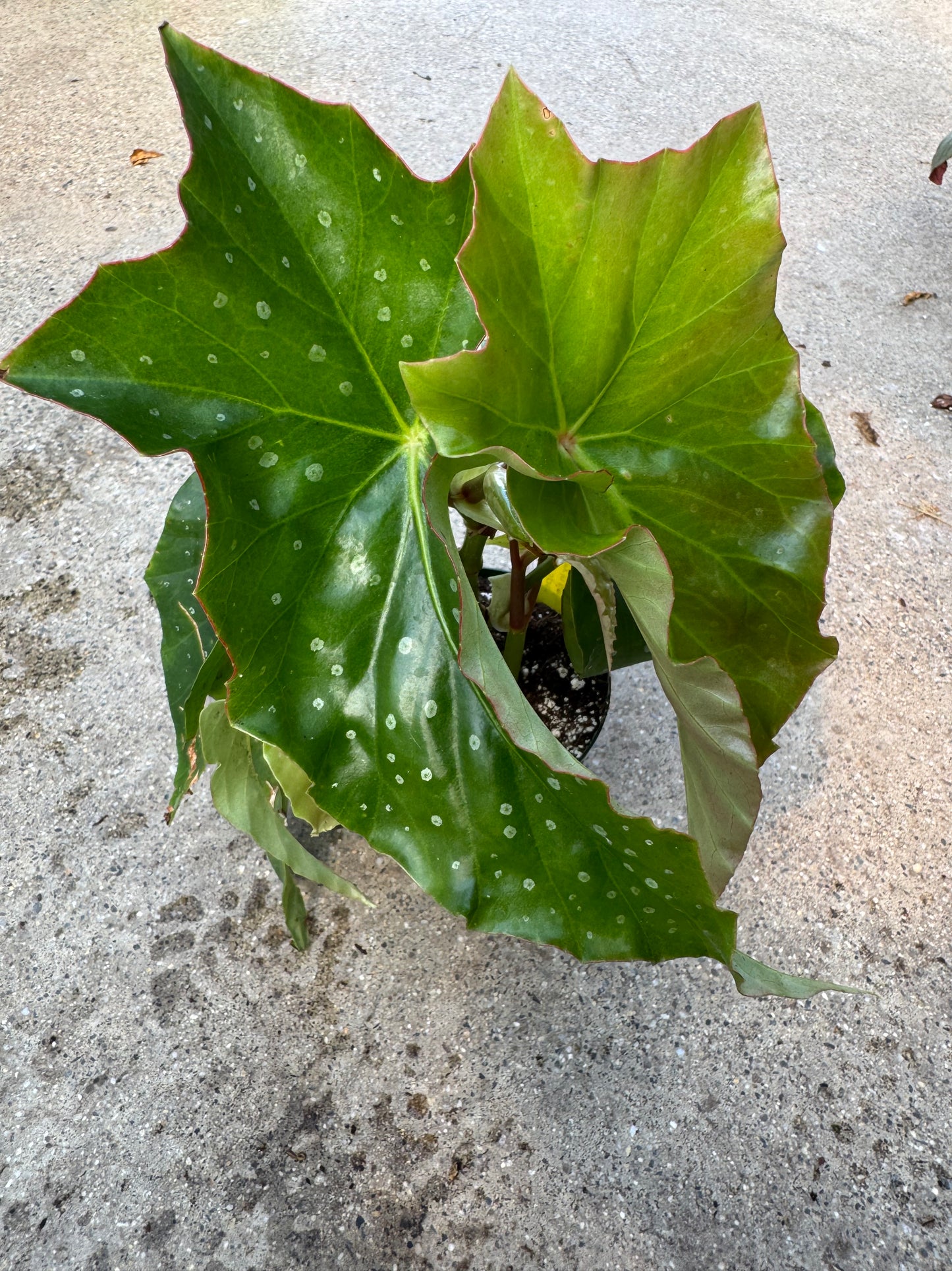 Is a photo of a plant with long curved pointed green leaves with silver spots
