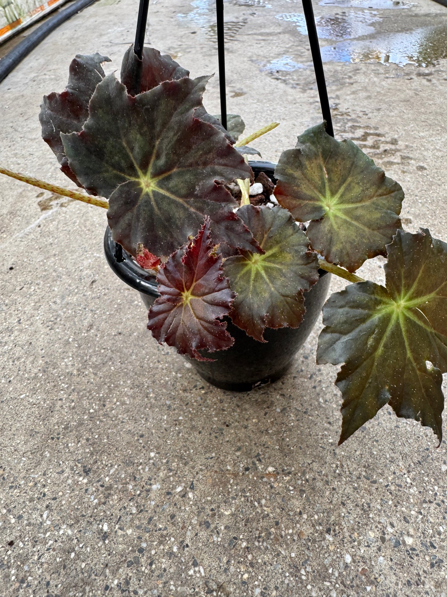 Is a photo of a small potted plant with many red to black with green veining circular shaped leaves with irregular pointed margins in a black nursery pot hanging basket on a polished concrete floor.