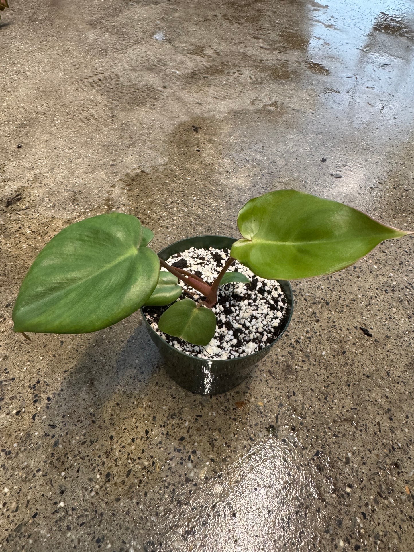 Is a photo of a small potted plant with a few green leaves with reddish petioles in a green nursery pot on a polished concrete floor
