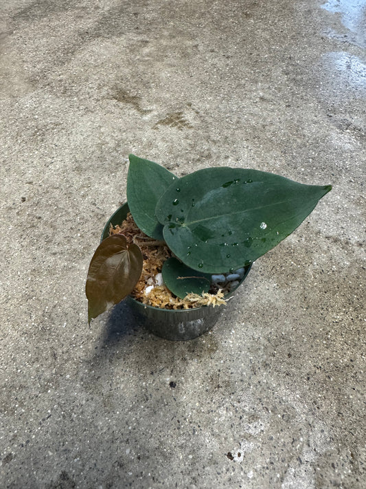 Is a photo of a small potted plant with a few heart shaped leaves ranging from reddish brown to dark green in a green nursery pot on a polished concrete floor.