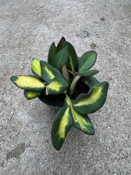 Is a photo of a small potted plant with many green oval leaves with inner variegation ranging from cream to pink and some solid green in a green nursery pot on a polished concrete floor.