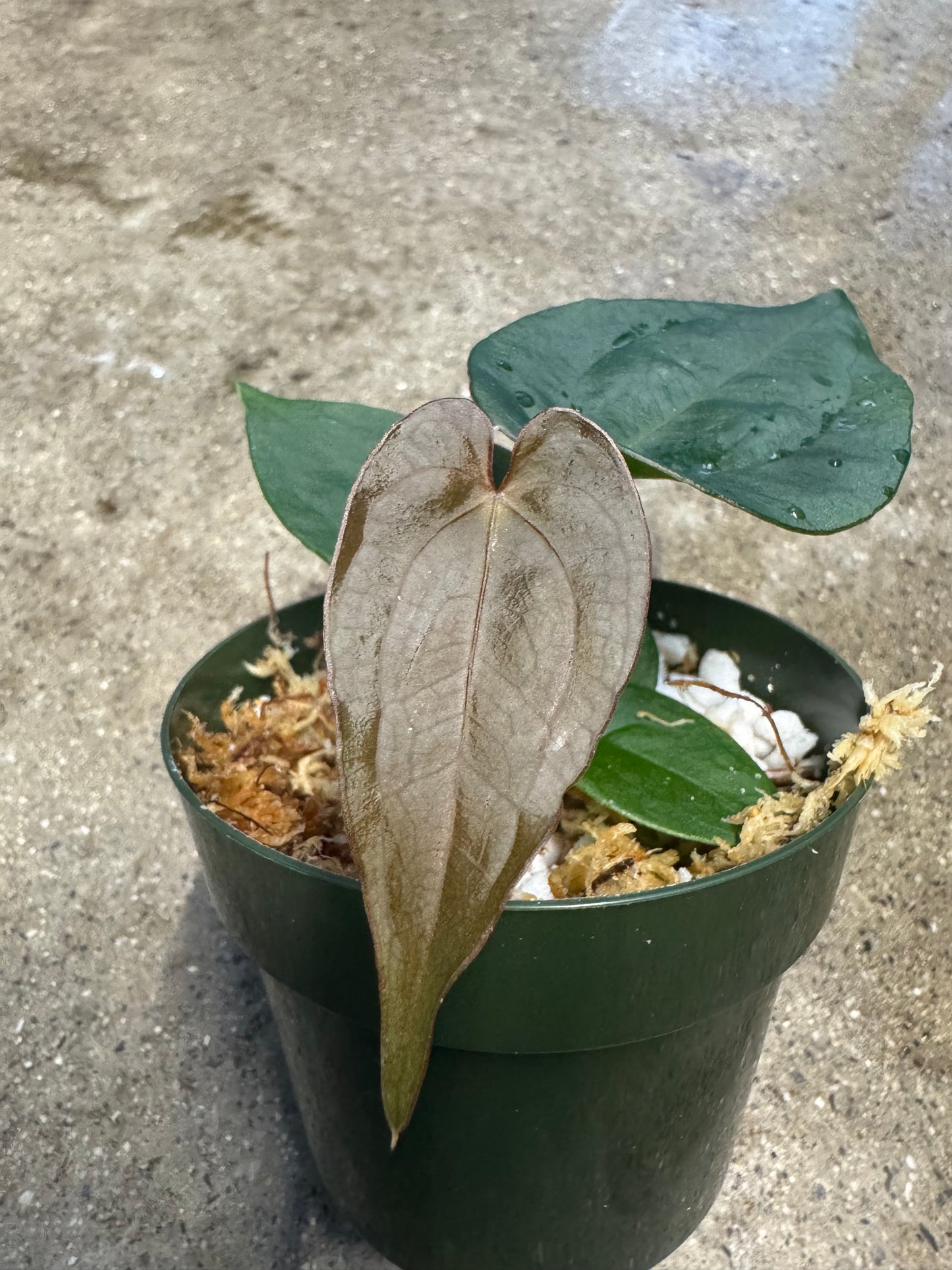 Is a photo of a small potted plant with a few heart shaped leaves ranging from reddish brown to dark green in a green nursery pot on a polished concrete floor.