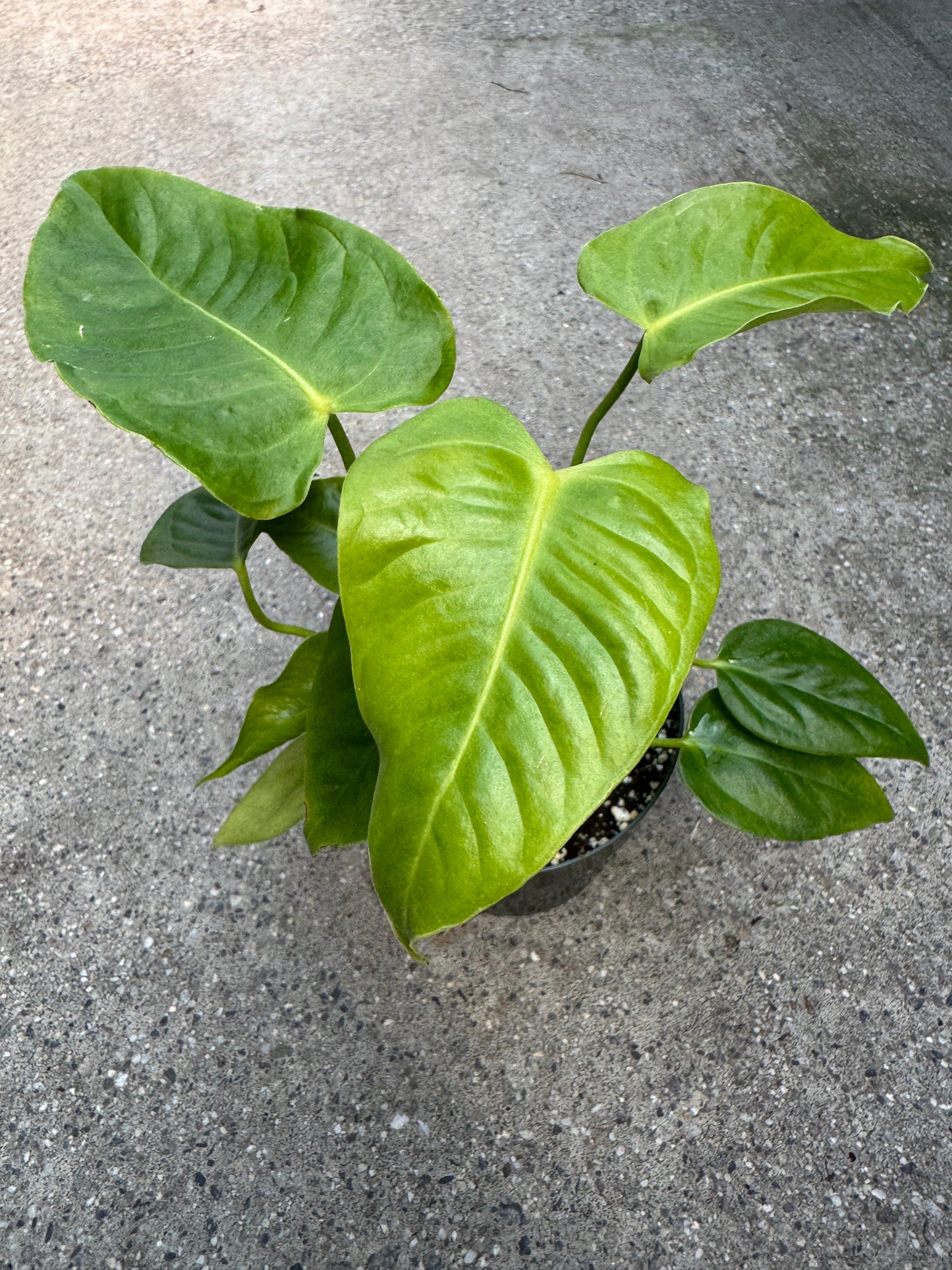 Is a photo of a small plant with many green oblong heart shaped leaves with many veins from the center of the leaf to the edge