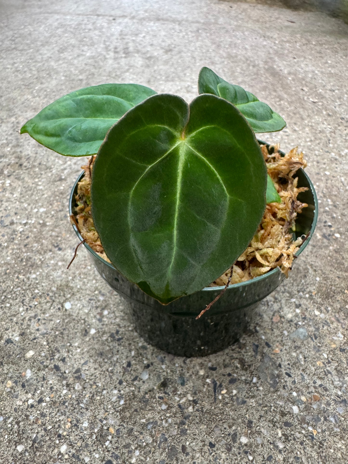 Is a photo of a small potted plant with a few heart shaped leaves that range from dark green to green in a green nursery pot on a polished concrete floor.