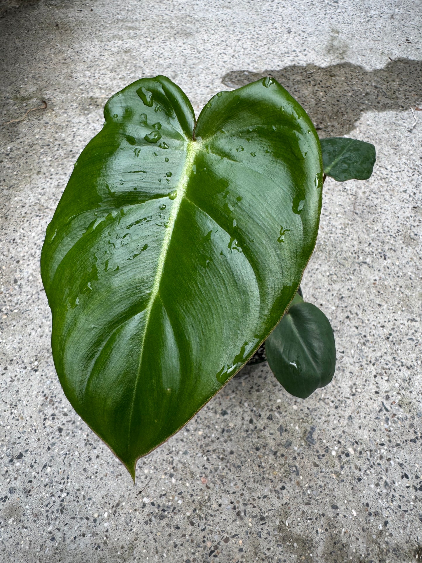 Is a photo of a small potted plant with a few heart shaped green leaves with a light green center vein green nursery pot on a polished concrete floor with a wet spot in the back