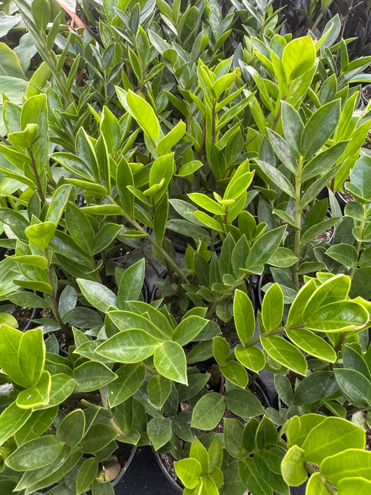 A photo of many potted plants with numerous green oval leaves.