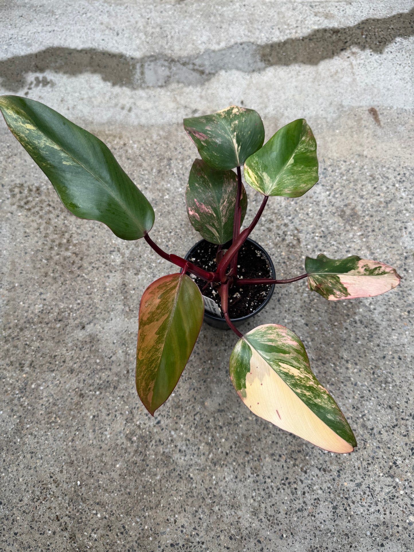 Is a photo of a small potted plant with green leaves variegated with cream pink and yellow in a black nursery pot on a polished concrete floor.