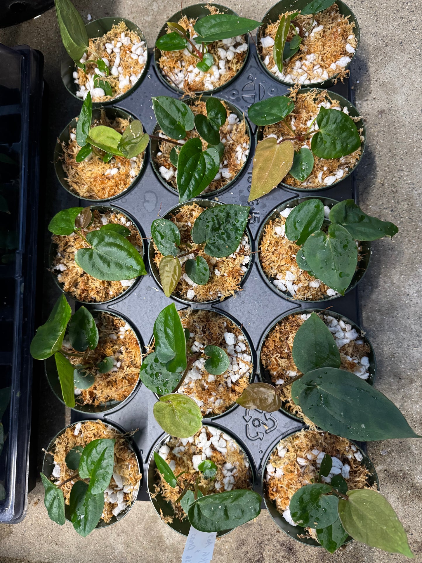 Is a photo of a black tray of 15 small potted plants each with a few heart shaped leaves ranging from reddish brown to dark green in a green nursery pot on a polished concrete floor.