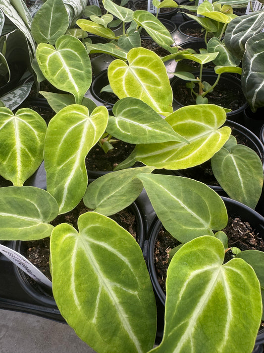 Is a photo of many small potted plants with heart shaped reddish green to green leaves in black nursery pots in a black nursery tray with white nursery tags