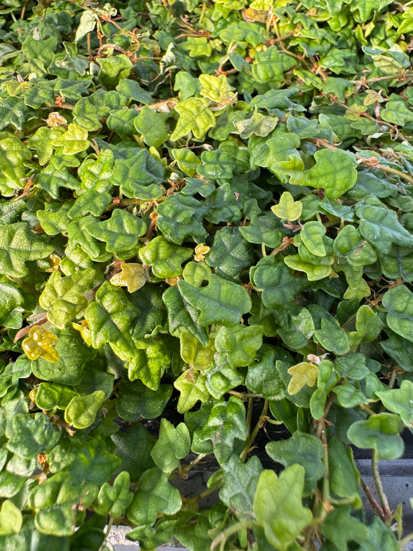 Is a photo of a dense matting of small multi lobed green leaves