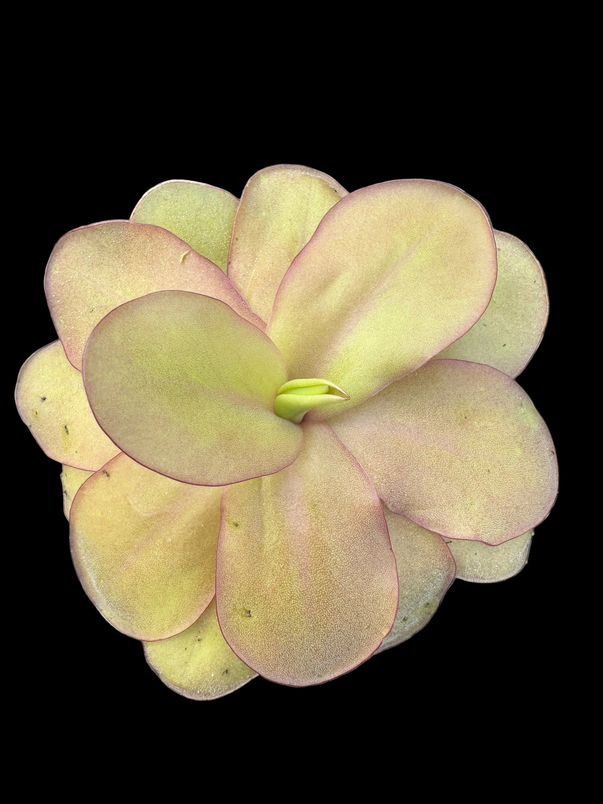 Overhead view of a butterwort carnivorous plant with broad overlapping yellow green leaves fine glistening surface droplets and delicate pink purple edges surrounding a small emerging green bud shown against a black background