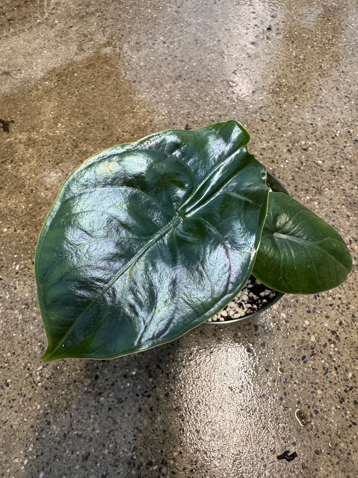 Is a photo of a small potted plant with two shiny green leaves in a green nursery pot on a polished concrete floor.