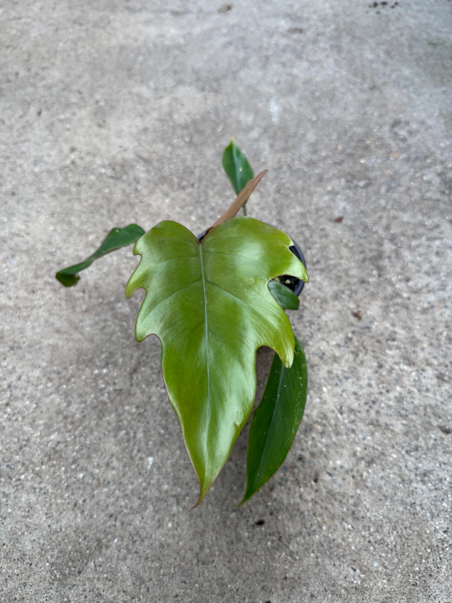 Is a photo of a small potted plant with shiny green leaves with lobed side margins on a polished concrete floor.