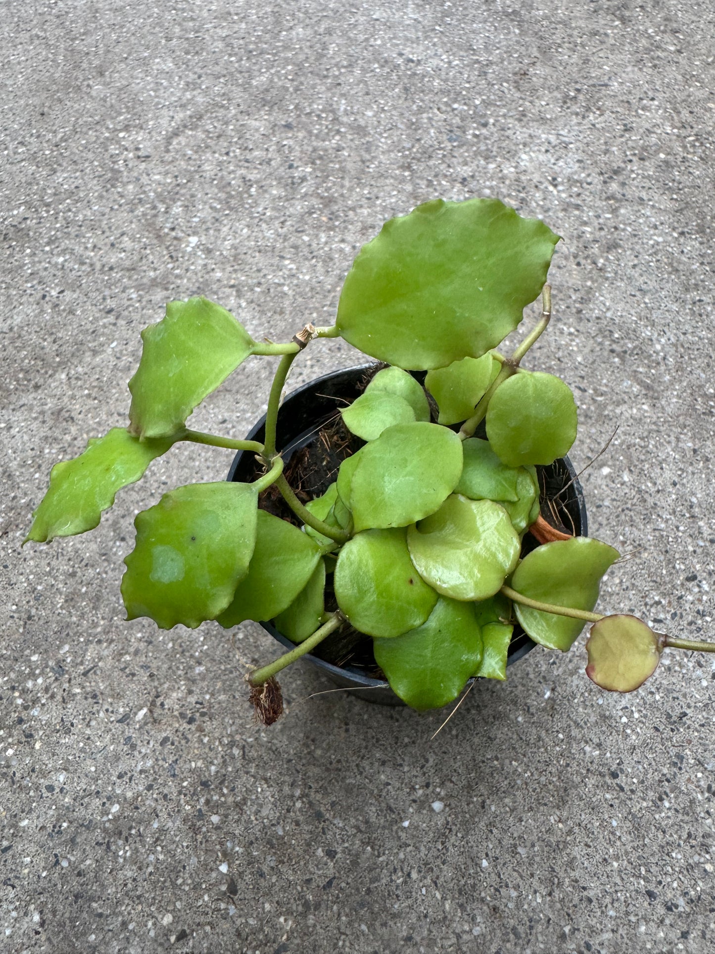 Is a photo of a small potted plant with many circular green leaves with ruffled margins in a green nursery pot on a polished concrete floor.