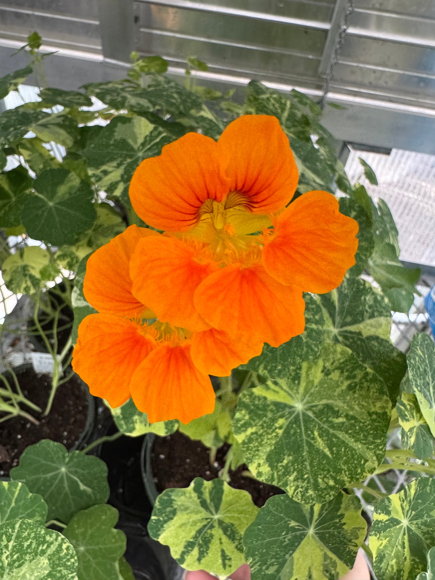 Is a photo of 2 5 petalled orange flowers, with creamy variegated green scalloped round leaves with metal louvers in the background.