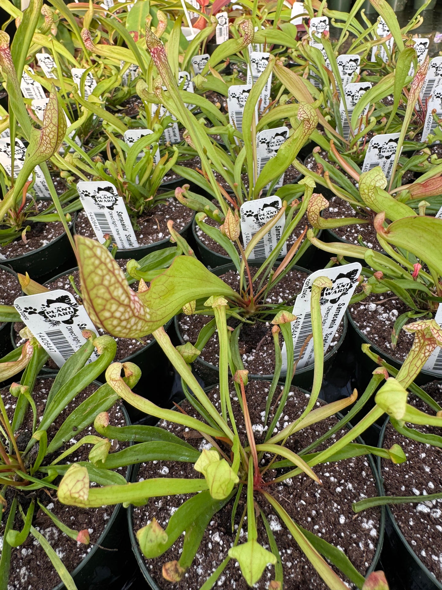 Is a photo of many small potted plants with long tubular leaves with hooded tops with veined patterns in shades of red to green in black nursery pots with white nursery tags