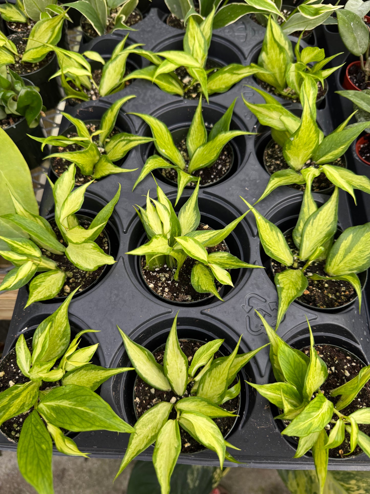 Is a photo of many small potted plants in a nursery tray with pointed oval leaves with creamy green central variegation and green margins