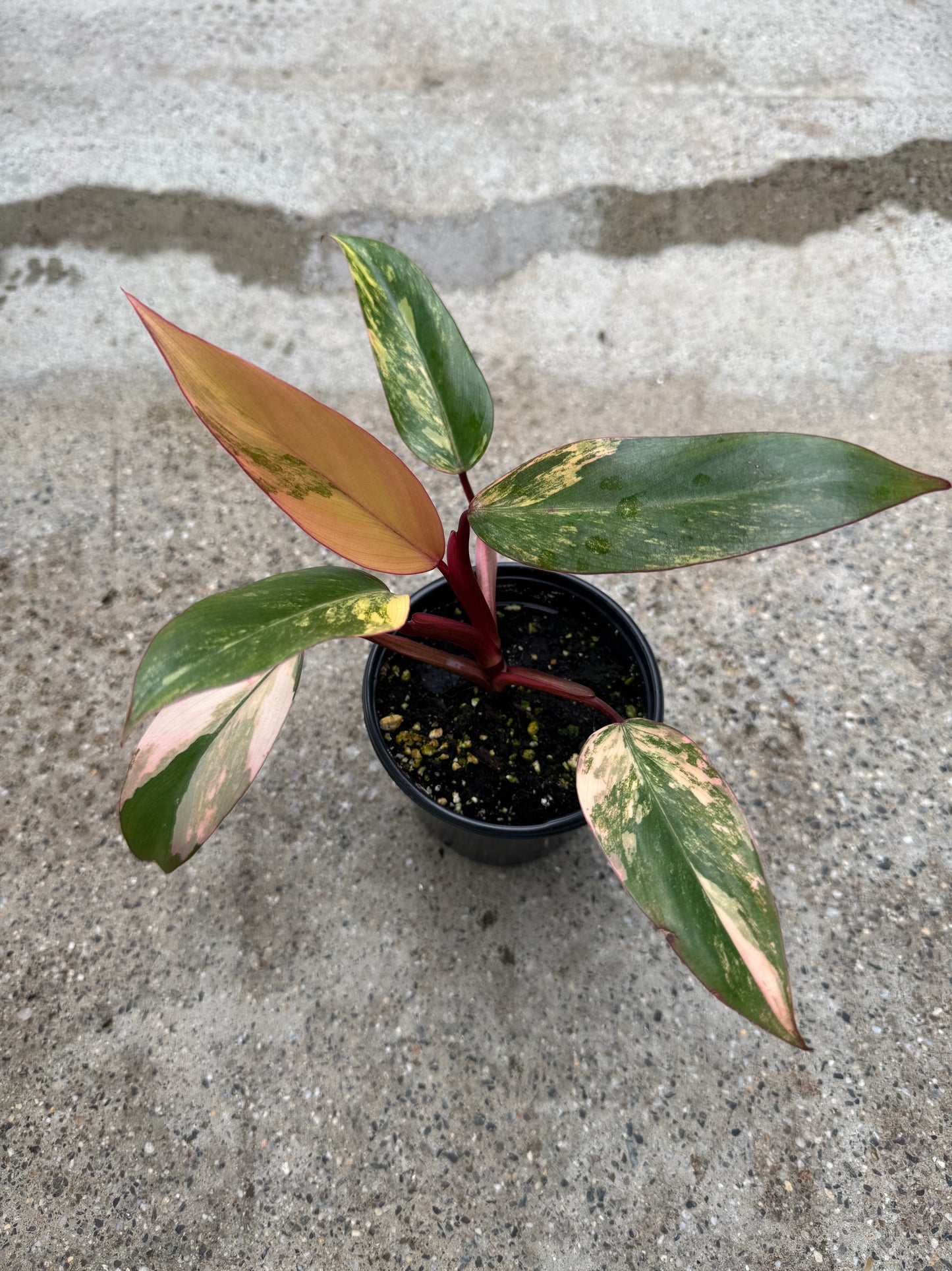 Is a photo of a small potted plant with green leaves variegated with cream pink and yellow in a black nursery pot on a polished concrete floor.