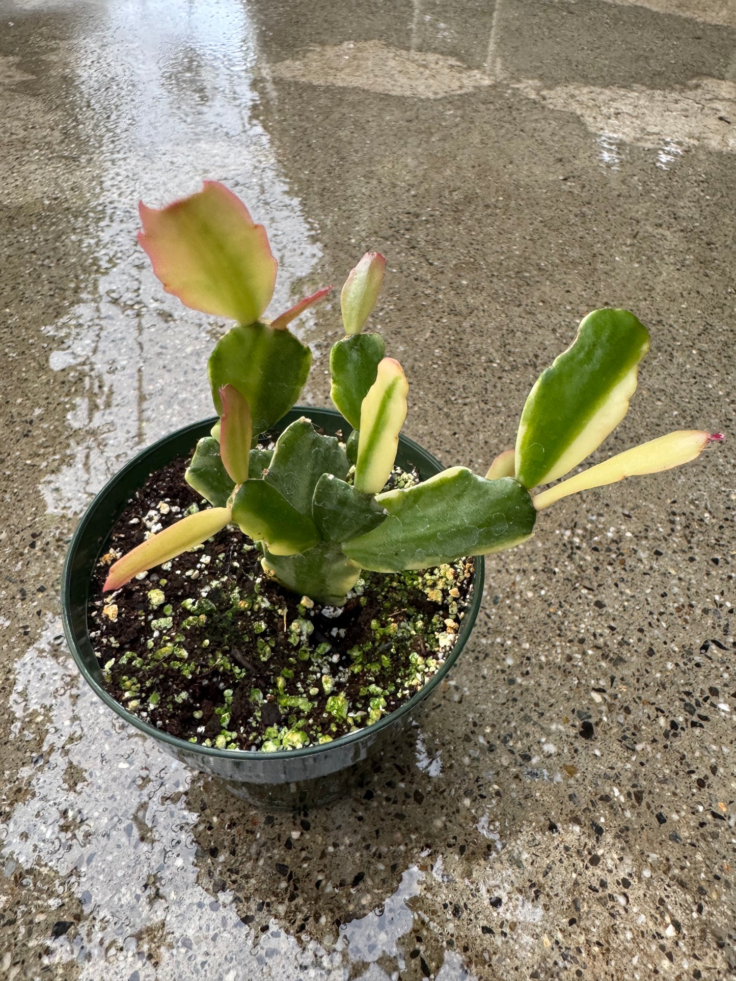 A small potted plant with many small scalloped green and white classes with pinkish margins in a green nursery pot on a wet polished concrete floor.
