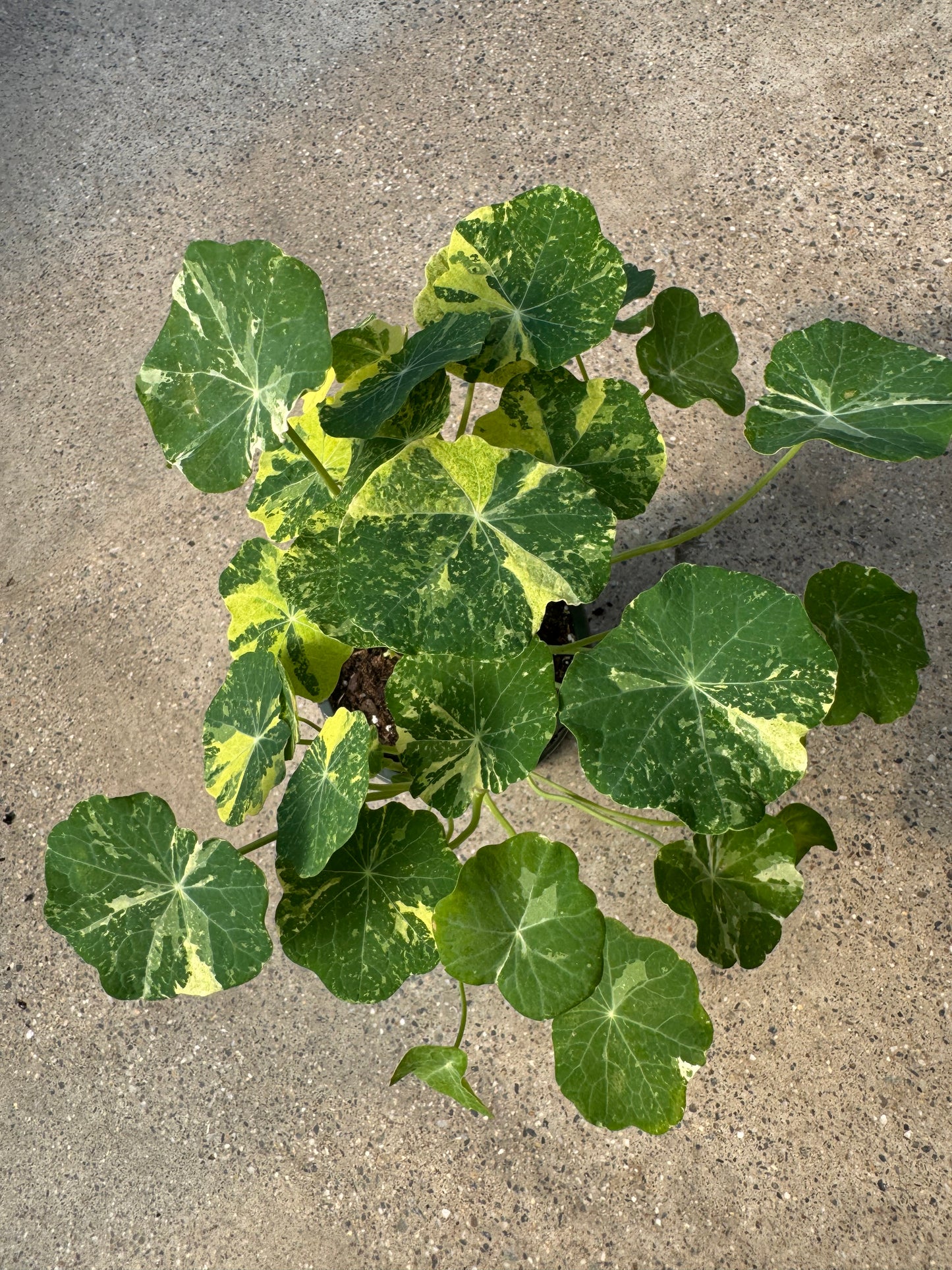 Is a photo of a small potted plant with many cream variegated green round leaves on a polished concrete floor