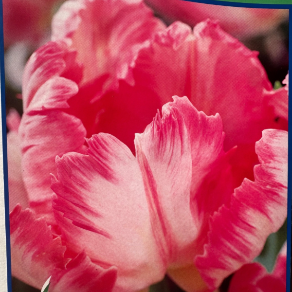Is a photo of a tulip flower with many frilly white to pink petals