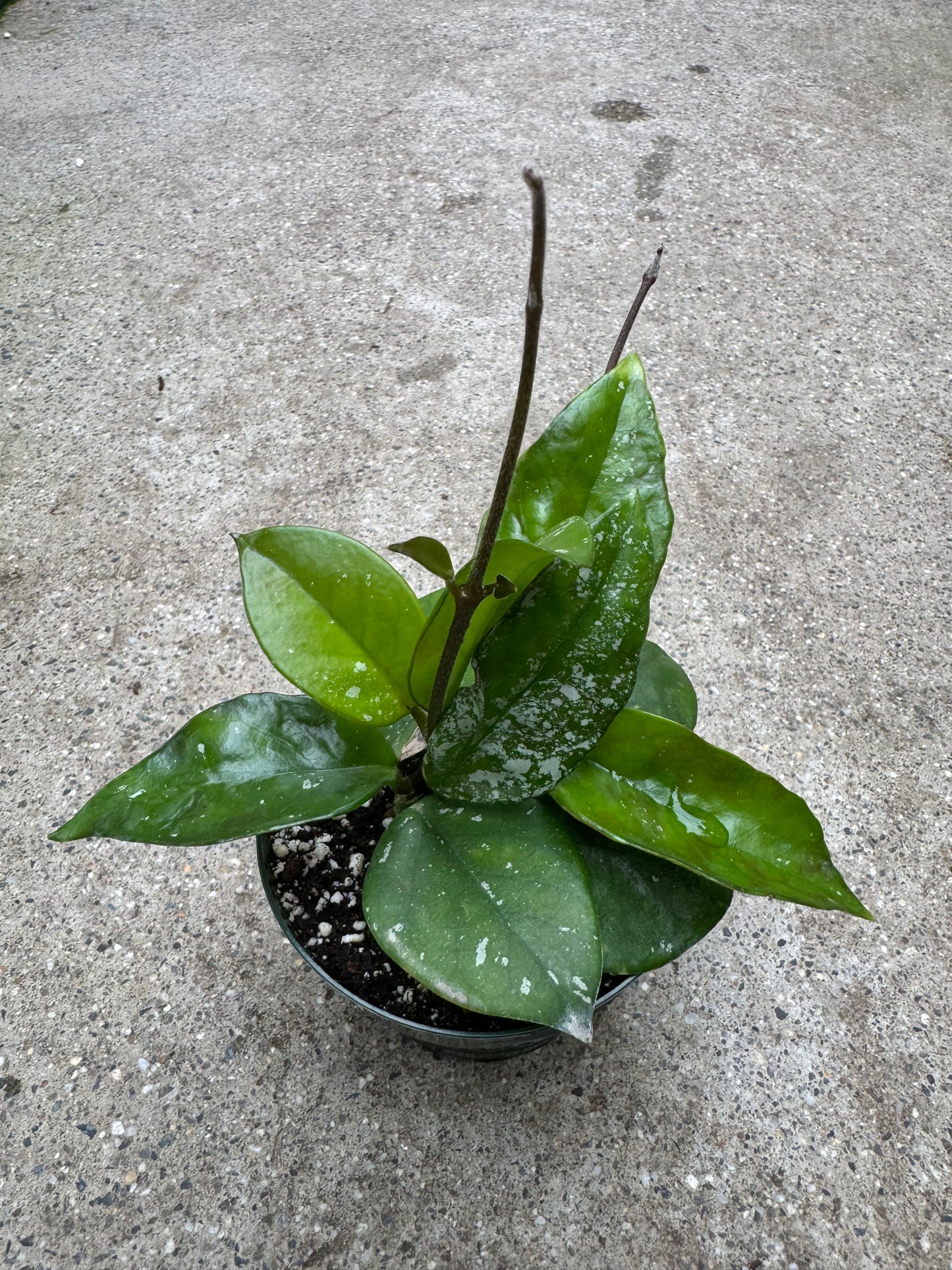 Is a photo of a small potted plant with many green oval pointed silver splashed leaves in a green nursery pot on a polished concrete floor.
