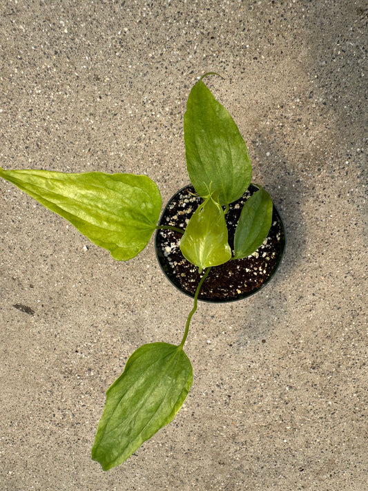Is a photo of a small potted plant with 5 green elongated leaves against a polished concrete floor