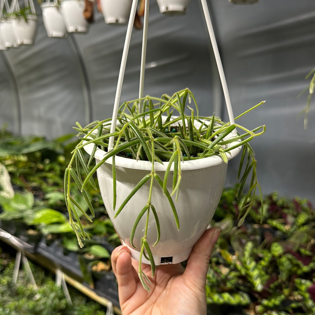 Hoya Lineares