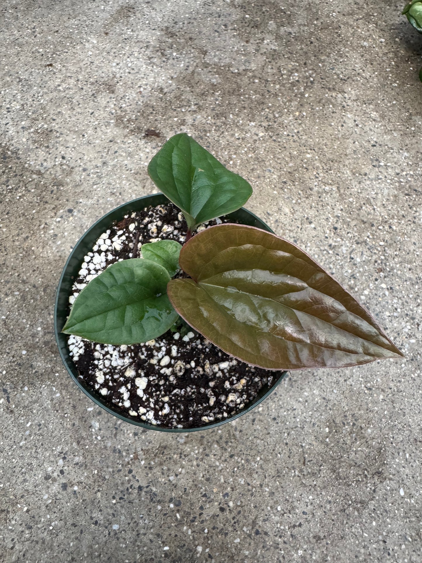 Is a photo of a small potted plant with a few textured leaves ranging from green to reddish green in a green nursery pot on a polished concrete floor.