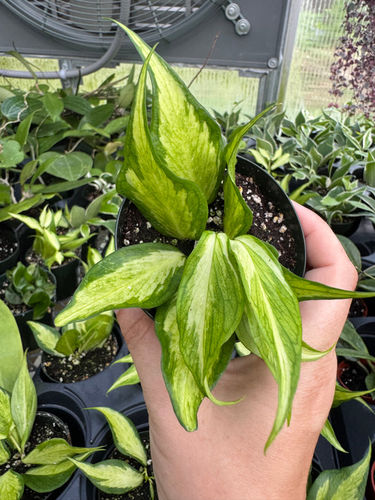 Is a photo of a small potted plant with pointed oval leaves with creamy green central variegation and green margins a hand is visible holding the pot over a background of various leaves