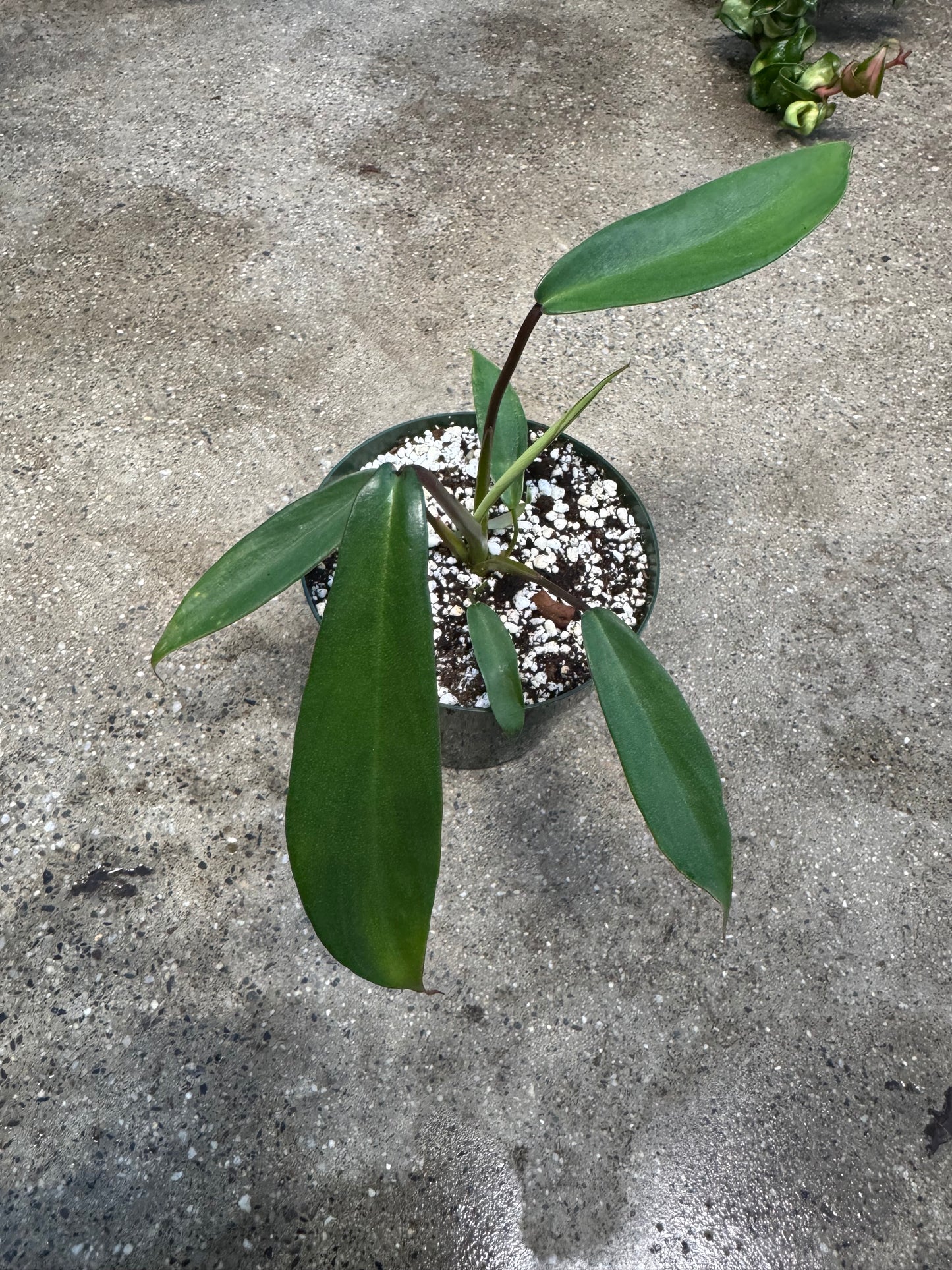Is a photo of a small potted plant with a few elongated green leaves with reddish green petioles in a green nursery pot on a polished concrete floor.