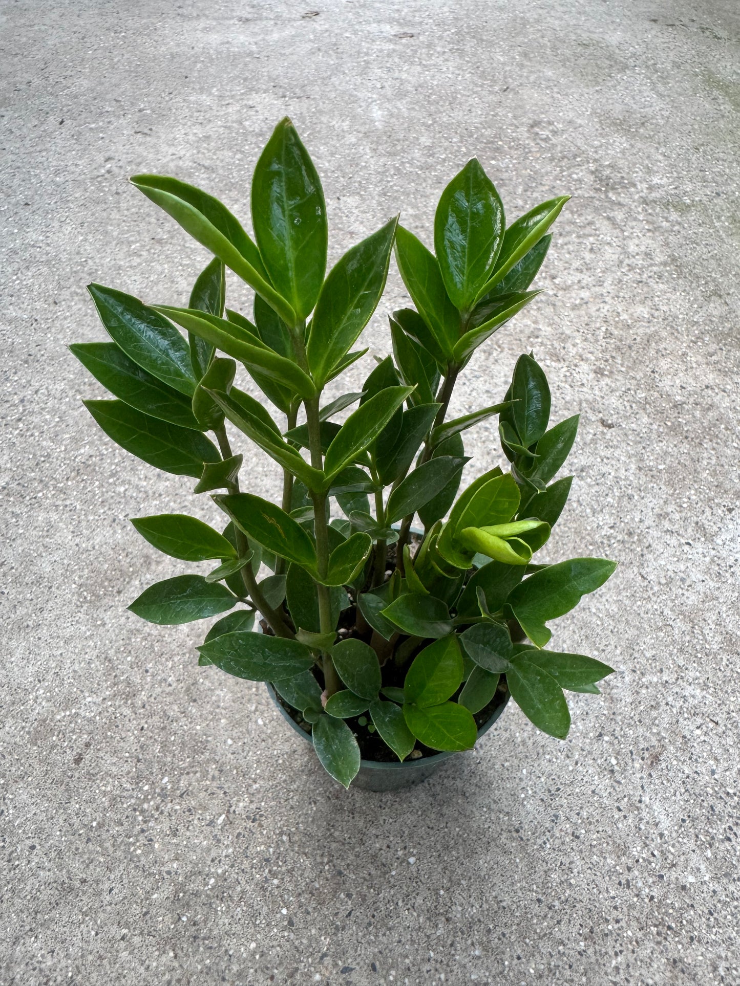 A small potted plant with many small oval green leaves in a green nursery pot on a polished concrete floor.