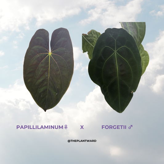Is a photo of 2 leaves against a blue sky with clouds background with the writing Papillilaminum ♀ x forgetii ♂ in purple and @ theplantward in black below the image