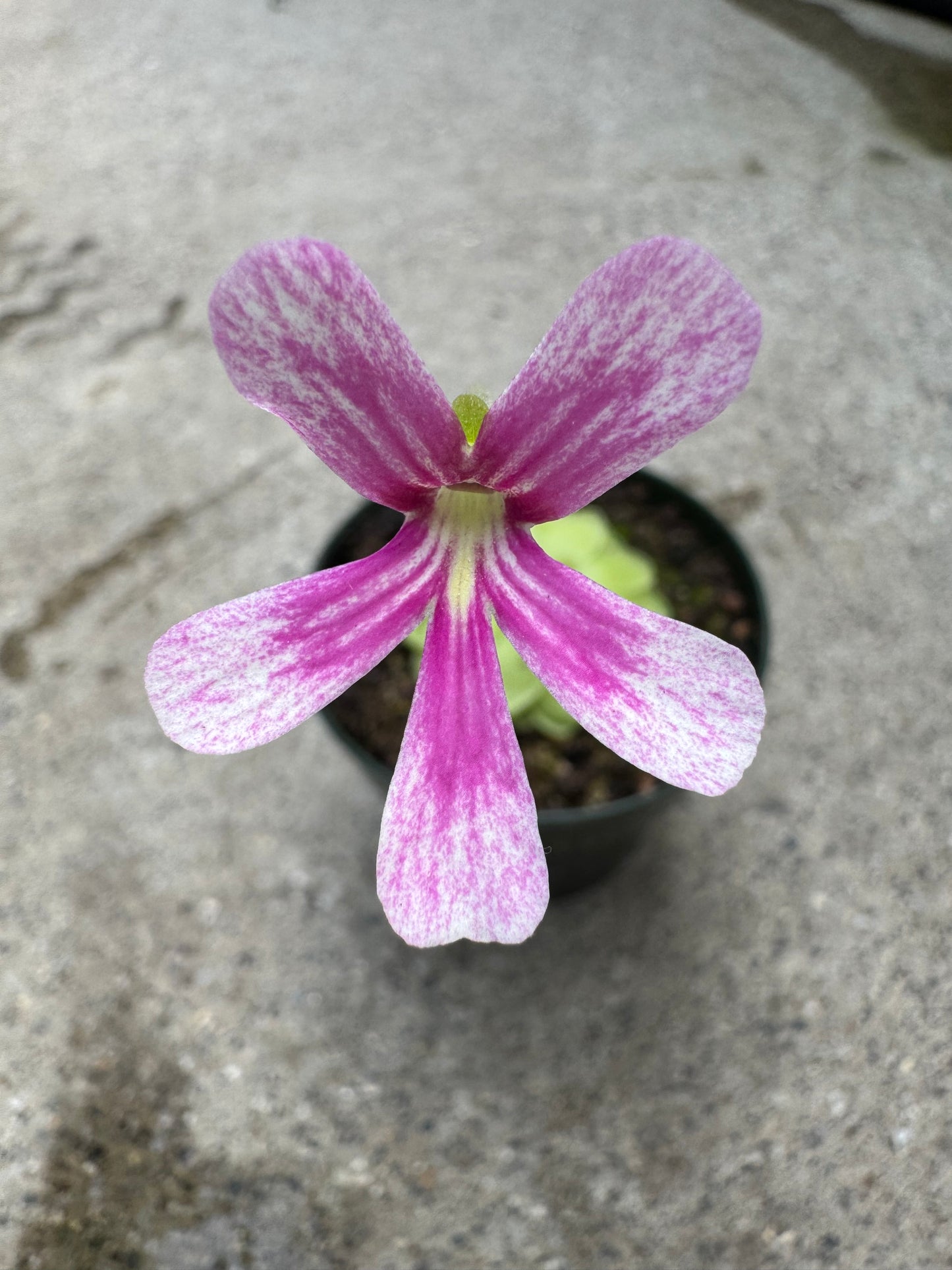 Is a photo of a small flower with petals that are pink with deep pink towards the center and white speckled pink towards the end of the petals of a potted plant with many round green leaves in a green nursery pot on a polished concrete floor with some wet areas visible