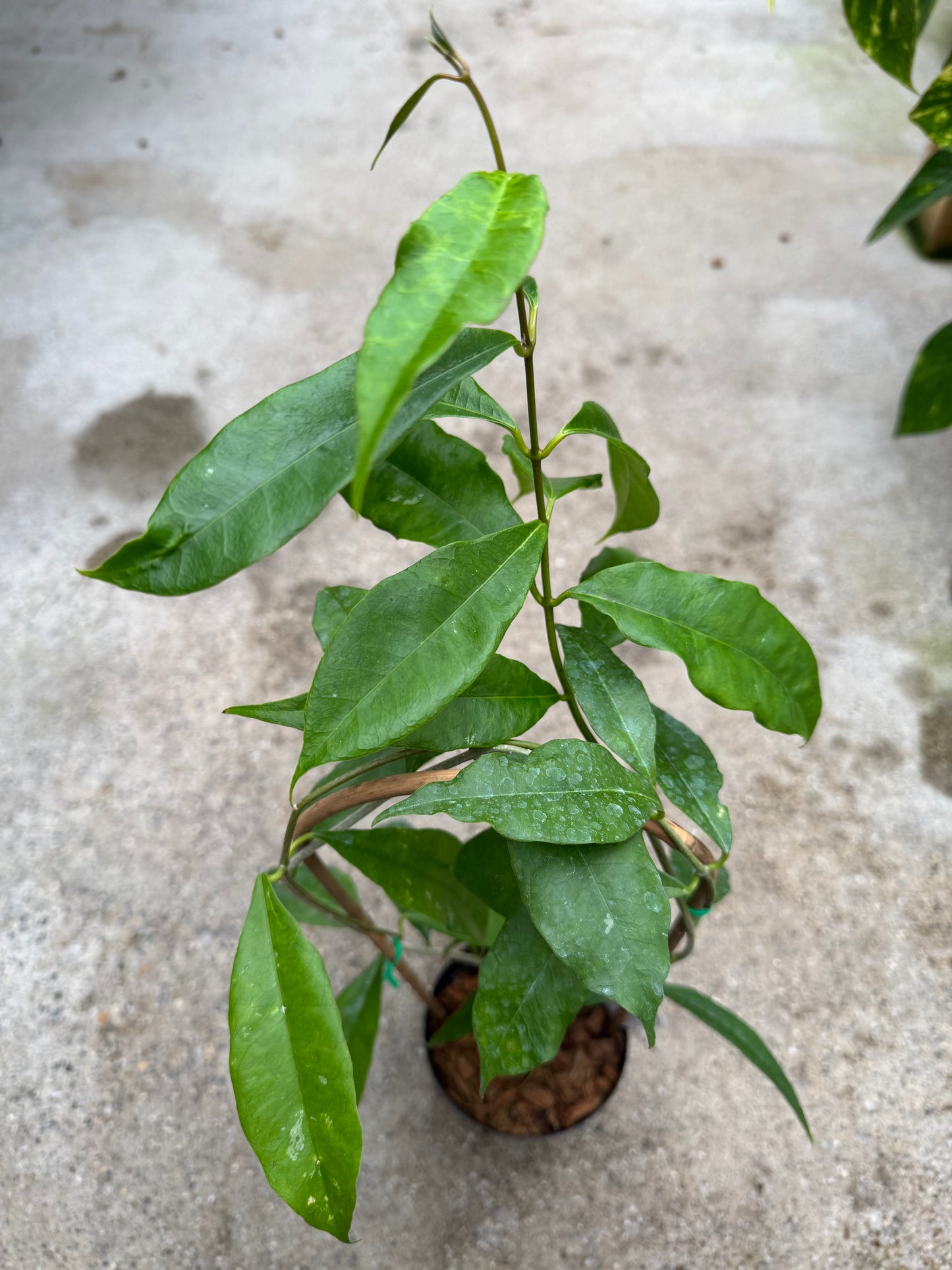 Is a photo of a small potted plant with many elongated green leaves with ruffled margins on a bamboo curved trellis in a black nursery pot on a polished concrete floor