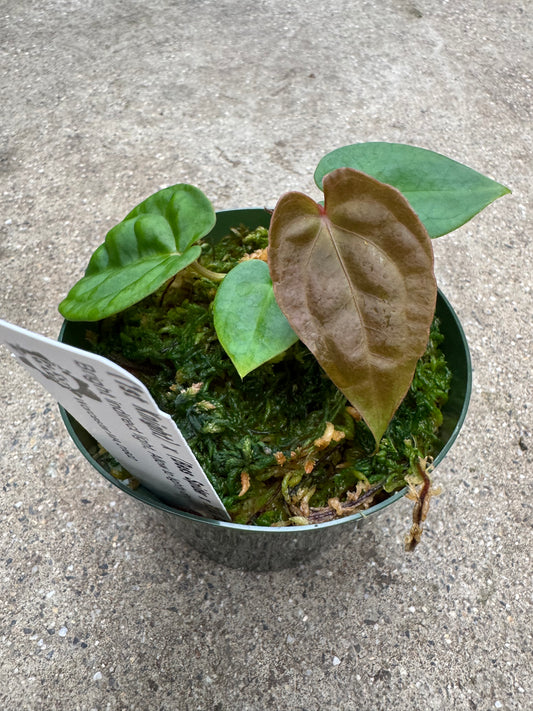 Is a photo of a small potted plant with a few heart shaped textured leaves that range from reddish green to green in a green nursery pot with a white nursery tag on a polished concrete floor.