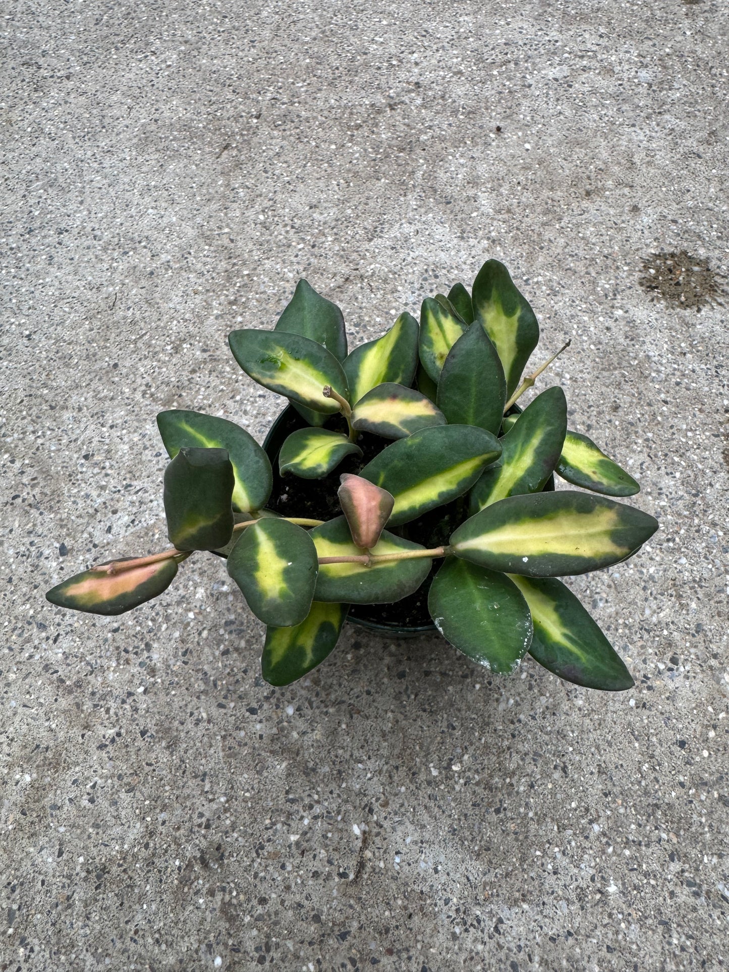 Is a photo of a small potted plant with many green oval leaves with inner variegation ranging from cream to pink in a green nursery pot on a polished concrete floor.