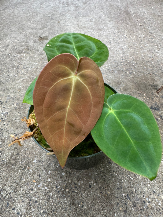 Is a photo of a small potted plant with a few heart shaped leaves that range from reddish green to green in a green nursery pot on a polished concrete floor.
