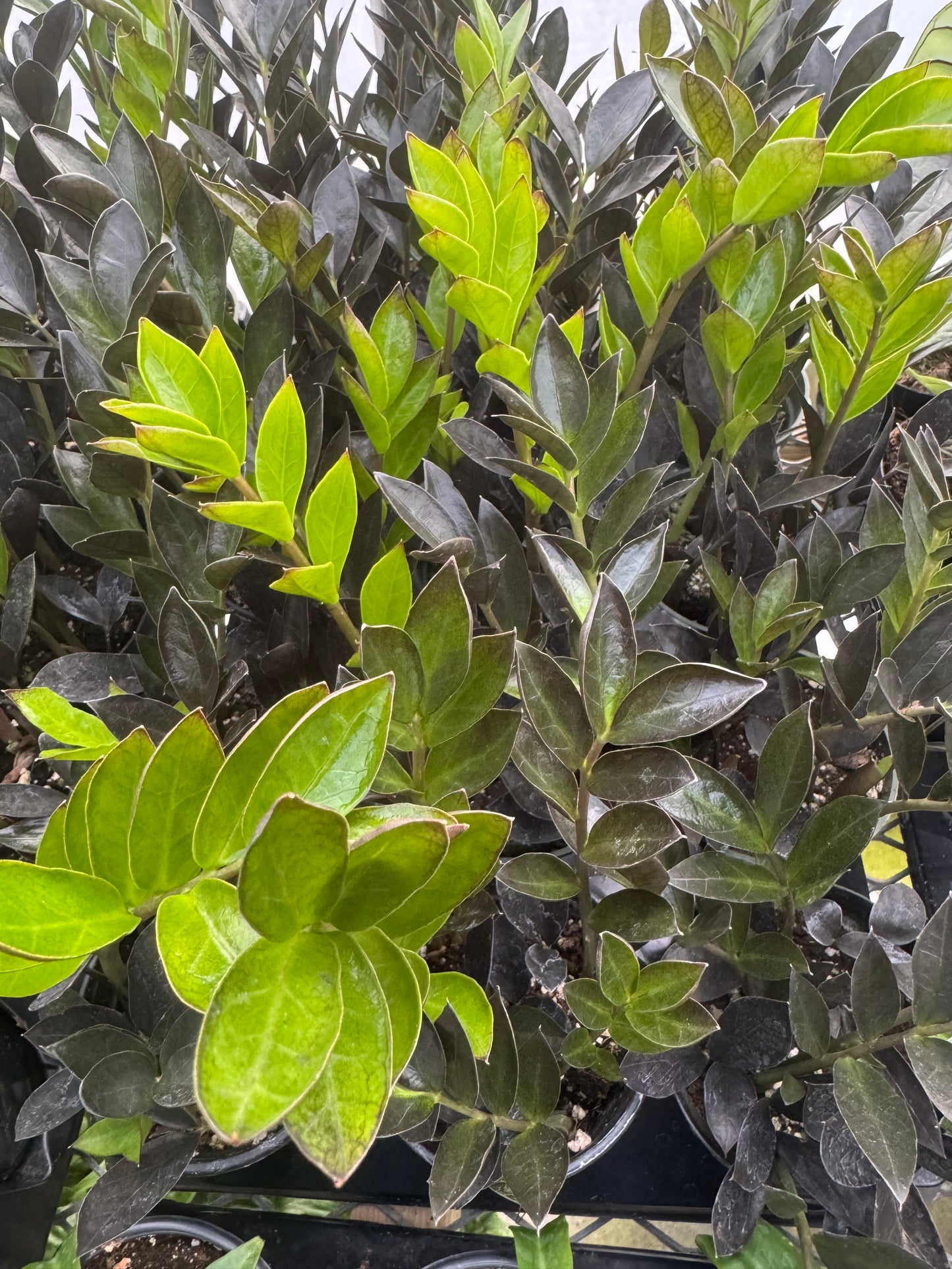 Is a photo of many potted plants with numerous oval leaves ranging from neon green to black.