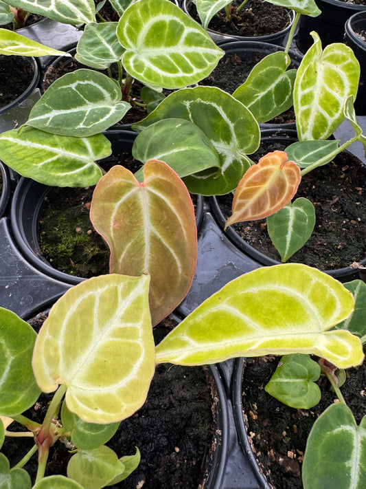 Is a photo of a small potted plant with a few green leaves that vary from light green, reddish green to dark green in a black nursery pots