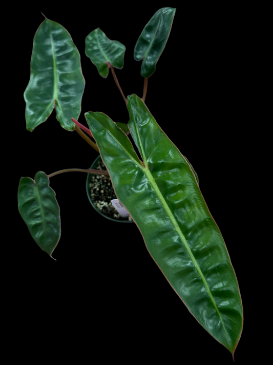 is a photo of a Philodendron Billietae with long rippled leaves and pointed lobes