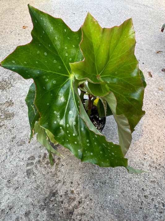 Is a photo of a plant with long curved pointed green leaves with silver spots
