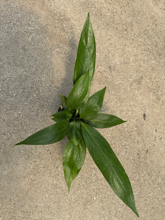 Is a photo of a small plant with various length green strappy leaves on a polished concrete floor 