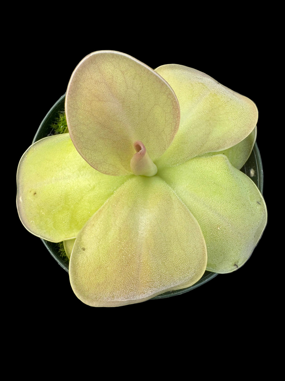 Overhead view of a potted butterwort carnivorous plant with broad pale yellow green leaves covered in tiny glistening droplets and a small pinkish growth at the center