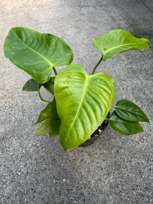 Is a photo of a small plant with many green oblong heart shaped leaves with many veins from the center of the leaf to the edge 