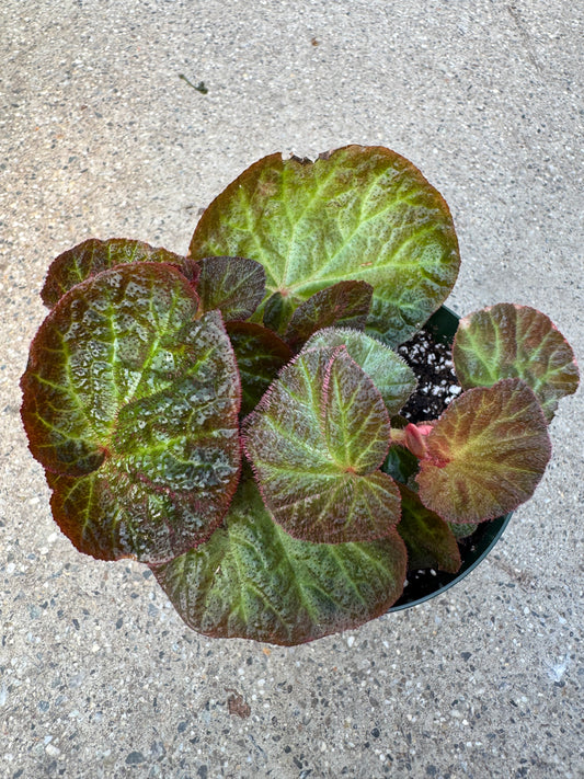 Is a photo of a small plant with many round green leaves with red trichomes