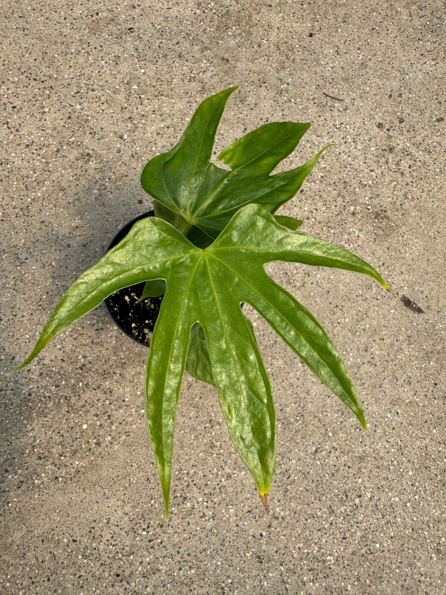 Is a photo of a small potted plant with green leaves with 3-5 lobes against a polished concrete floor 