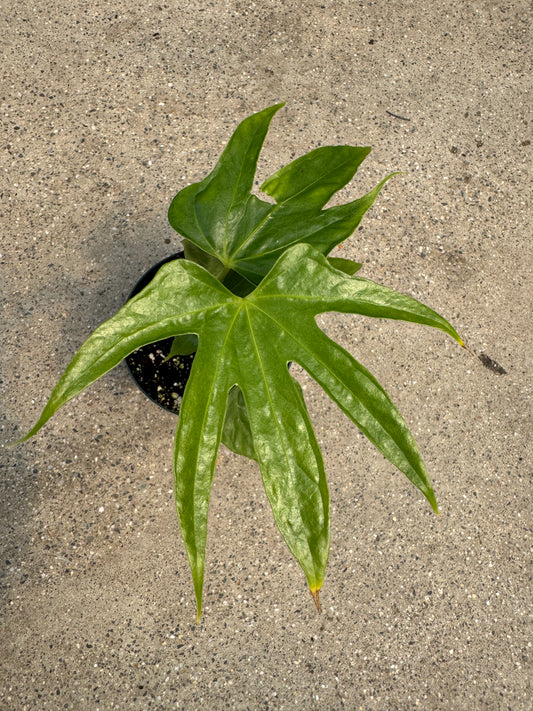 Is a photo of a small potted plant with green leaves with 3-5 lobes against a polished concrete floor 
