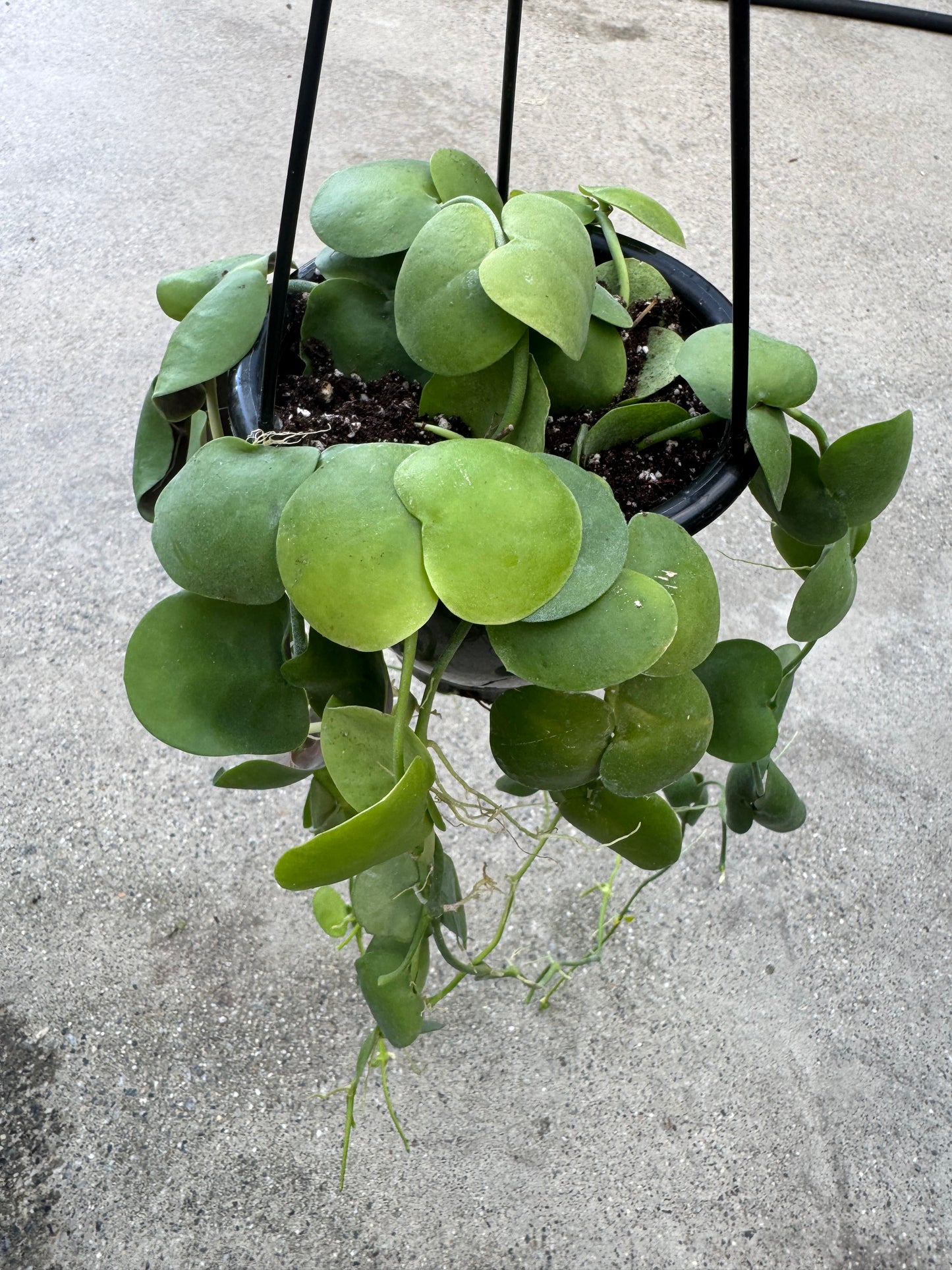 Is a photo of a small long trailing plant with many round thick leaves in a black hanging basket background is a polished concrete floor