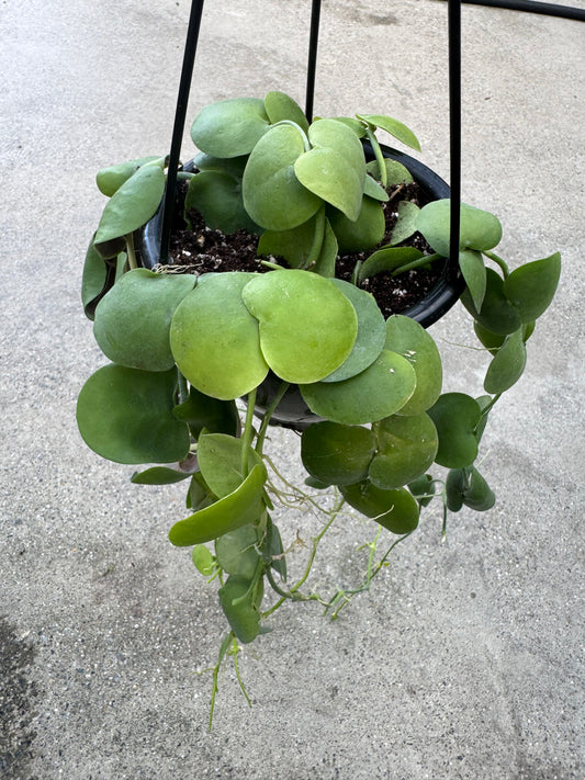 Is a photo of a small long trailing plant with many round thick leaves in a black hanging basket background is a polished concrete floor